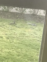 Sciurus carolinensis