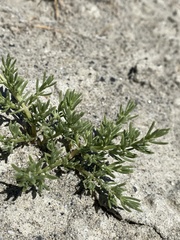 Nitrophila occidentalis