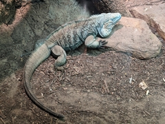 Cyclura
