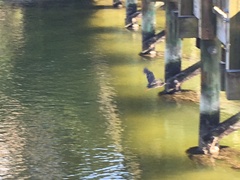 Butorides virescens image