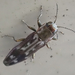 Leconte's Buprestid - Photo (c) Cole Shoemaker, some rights reserved (CC BY), uploaded by Cole Shoemaker