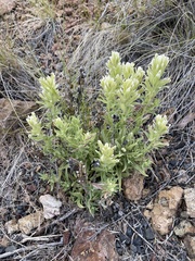 Castilleja xanthotricha