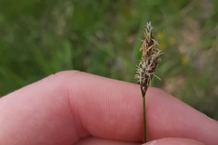 Carex praecox