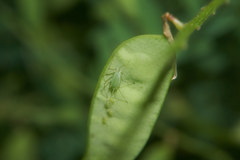 Acyrthosiphon pisum
