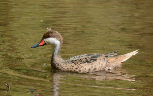 Canard des Bahamas