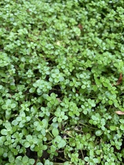 Callitriche heterophylla