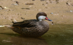 White-Cheeked Pintail photo 4