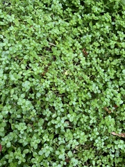 Callitriche heterophylla