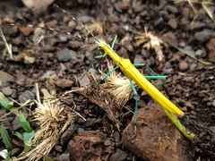 Tithonophasma tithonus