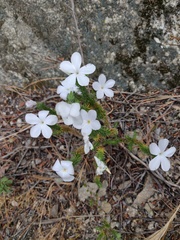 Linanthus californicus