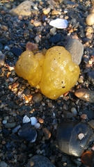 Ectocarpales