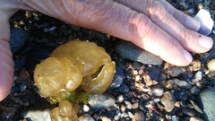 Ectocarpales