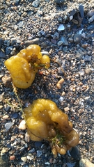 Ectocarpales
