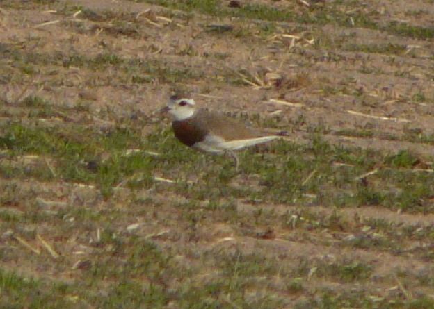 Caspian Plover