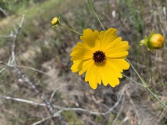 Coreopsis falcata