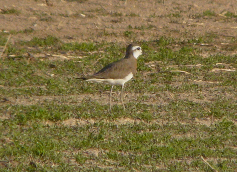 Caspian Plover