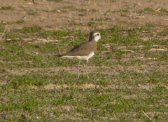 Charadrius asiaticus