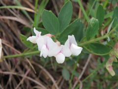 Lathyrus lanszwertii
