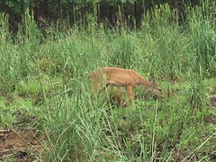 Odocoileus virginianus cariacou