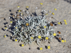 Asteridea chaetopoda