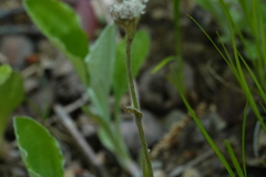 Antennaria parlinii fallax
