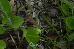 Antennaria parlinii fallax