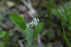 Antennaria parlinii fallax