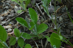 Antennaria parlinii fallax
