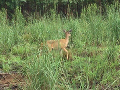 Odocoileus virginianus cariacou