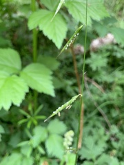 Pleuropogon refractus