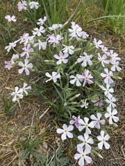 Phlox austromontana