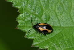 Phyllotreta ochripes