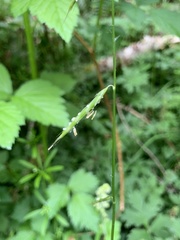 Pleuropogon refractus