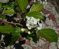 Crataegus succulenta