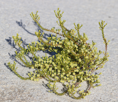 Kippistia suaedifolia