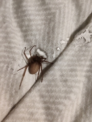 Loxosceles reclusa