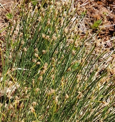 Trichophorum cespitosum image