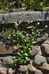Valerianella locusta