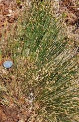 Trichophorum cespitosum image