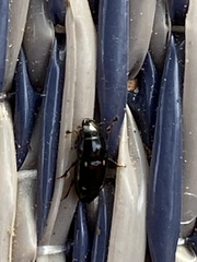 Glischrochilus siepmanni