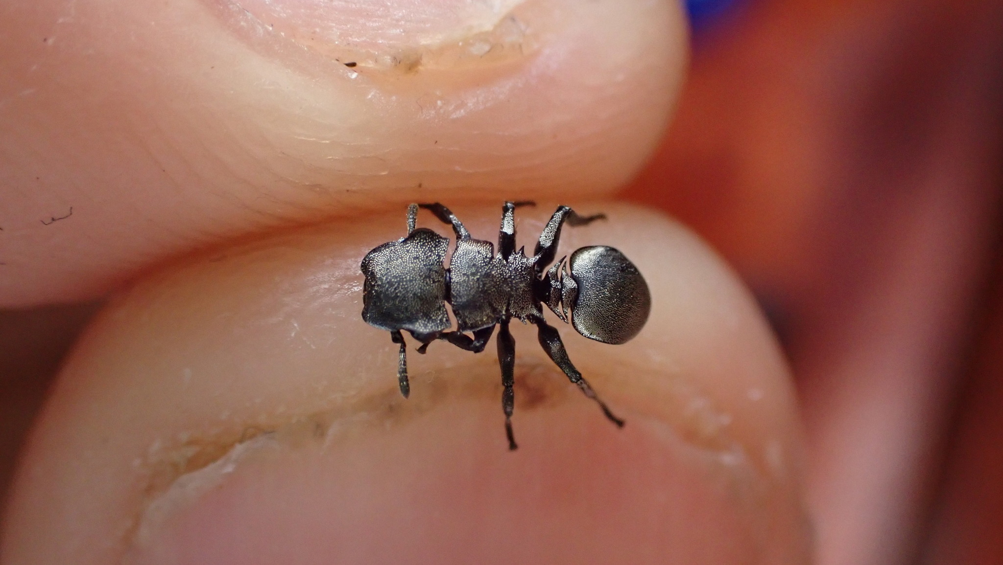 Cephalotes basalis