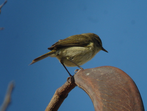 Mosquitero canario (Phylloscopus canariensis)
