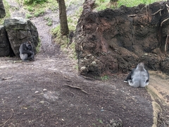Gorilla gorilla