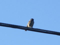 Poecile rufescens