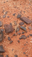 Tympanocryptis tolleyi