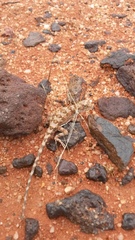 Tympanocryptis tolleyi