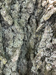 Lecanoromycetes