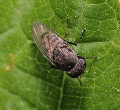 Paralimna punctipennis