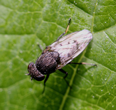 Paralimna punctipennis