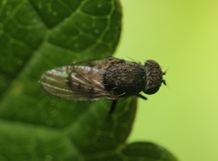 Paralimna punctipennis